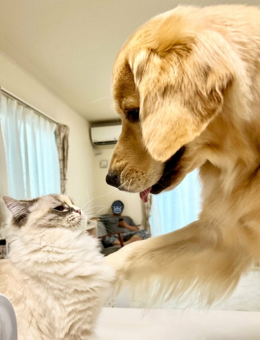 出所：@pu_channeldesu