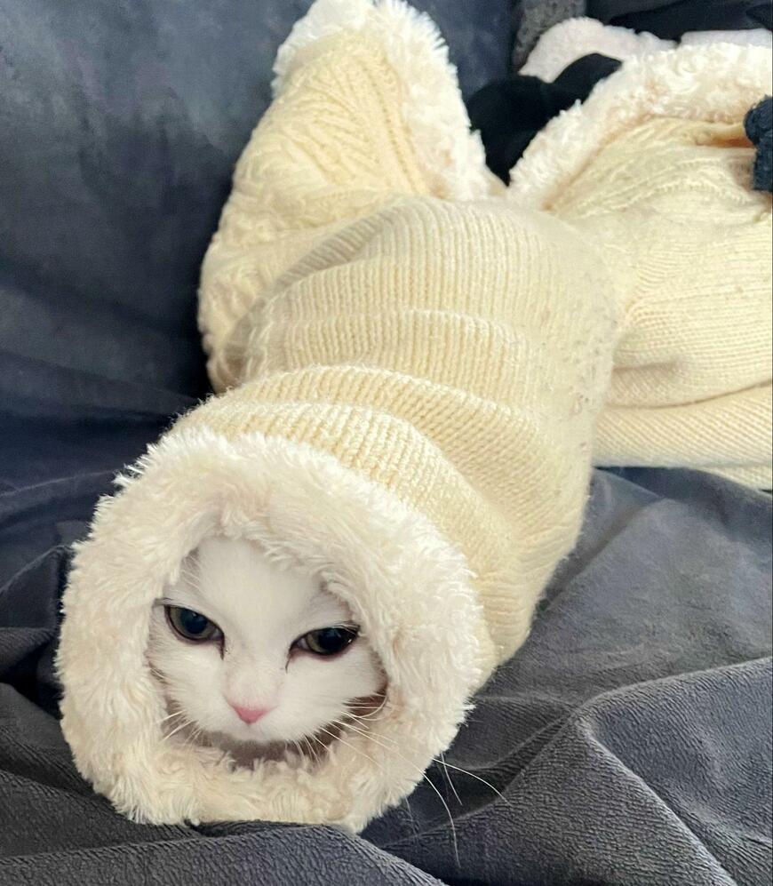 出所：@NEKOLAND13