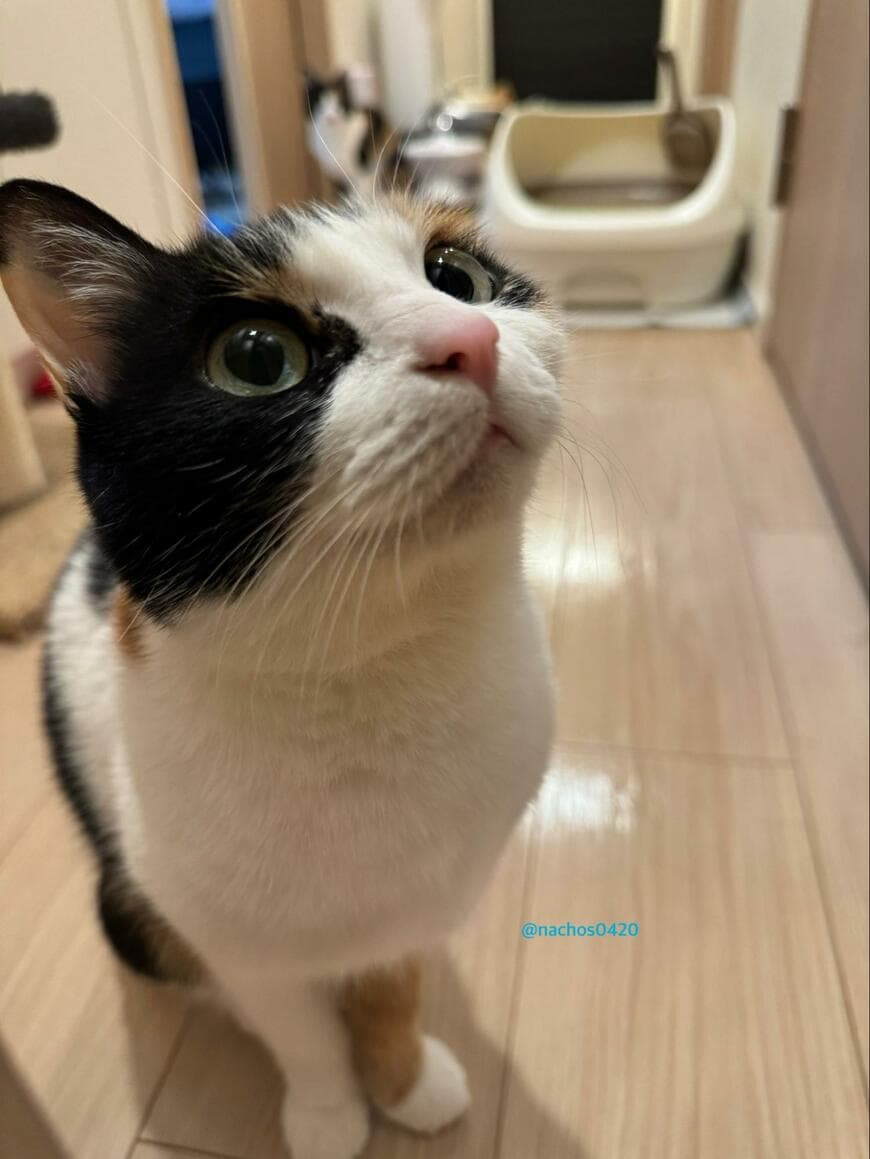 出所：@nachos0420