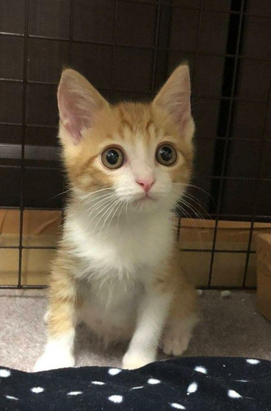 出所：@mero627puri914