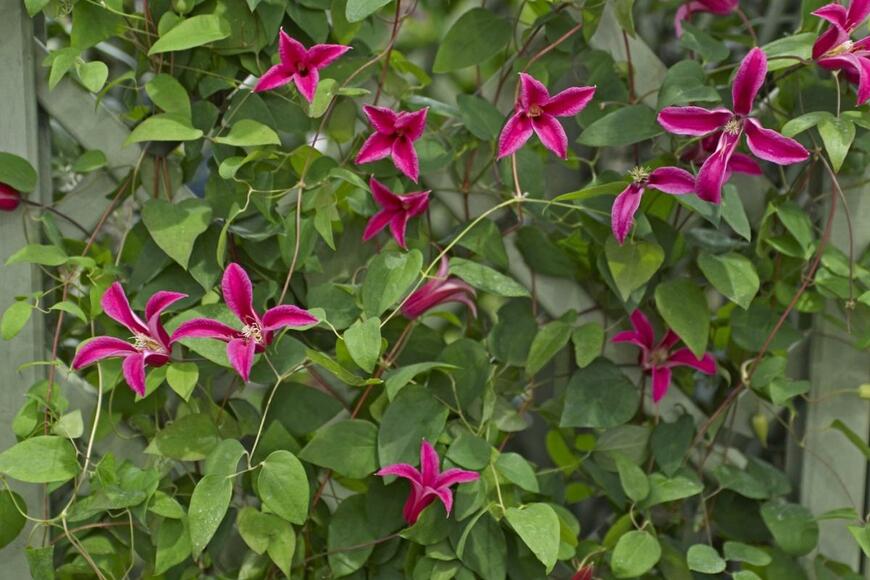 クレマチスの花が咲いている。チューリップのような花弁はくるんと外向き。