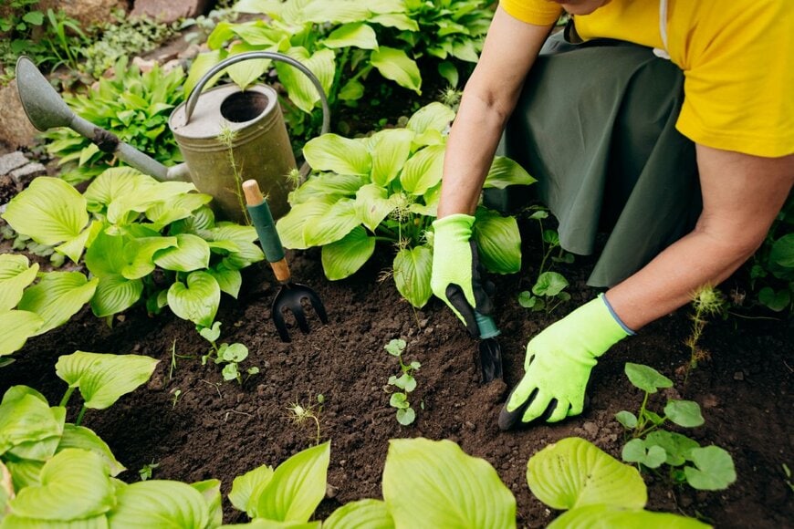 花壇で庭仕事をしている人の手