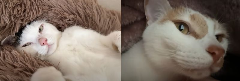 投稿動画のワンシーン