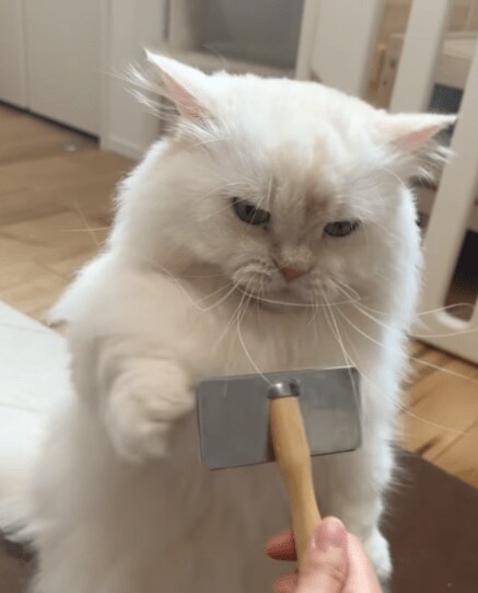 ブラッシング嫌いな猫
