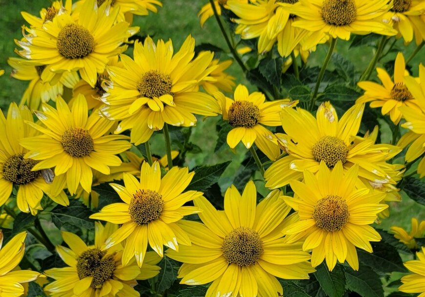 多年草のヘリオプシスサマーパレット