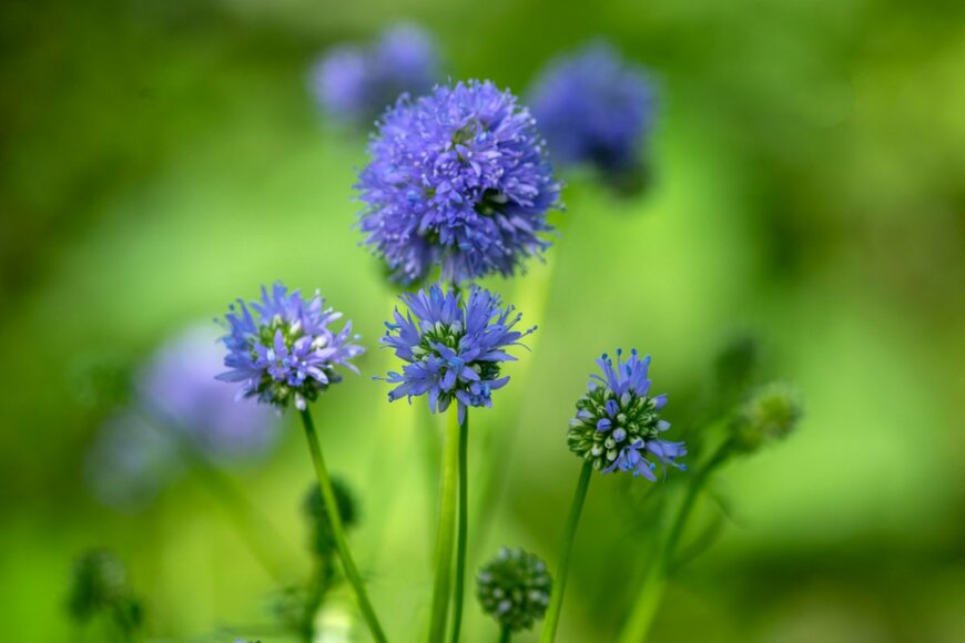 丸い繊細なギリアの青い花が草原に咲いている