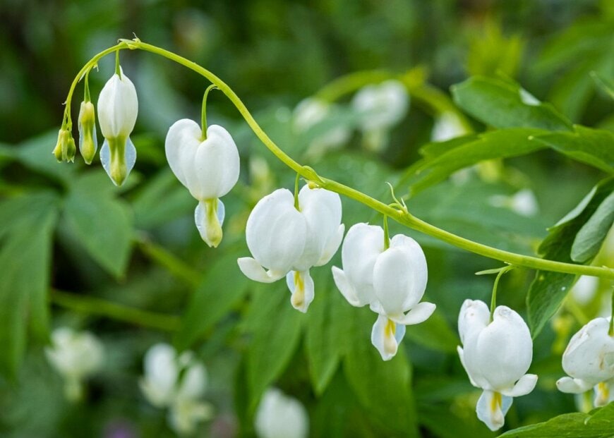 ケマンソウ（タイツリソウ）　色は白