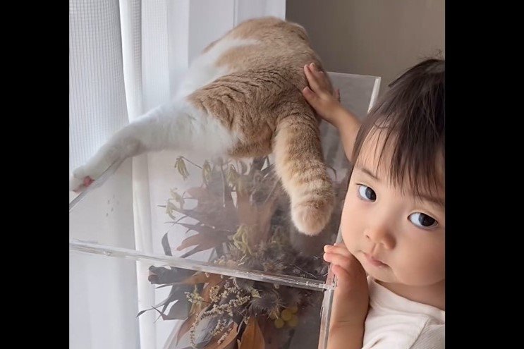 娘さんと猫