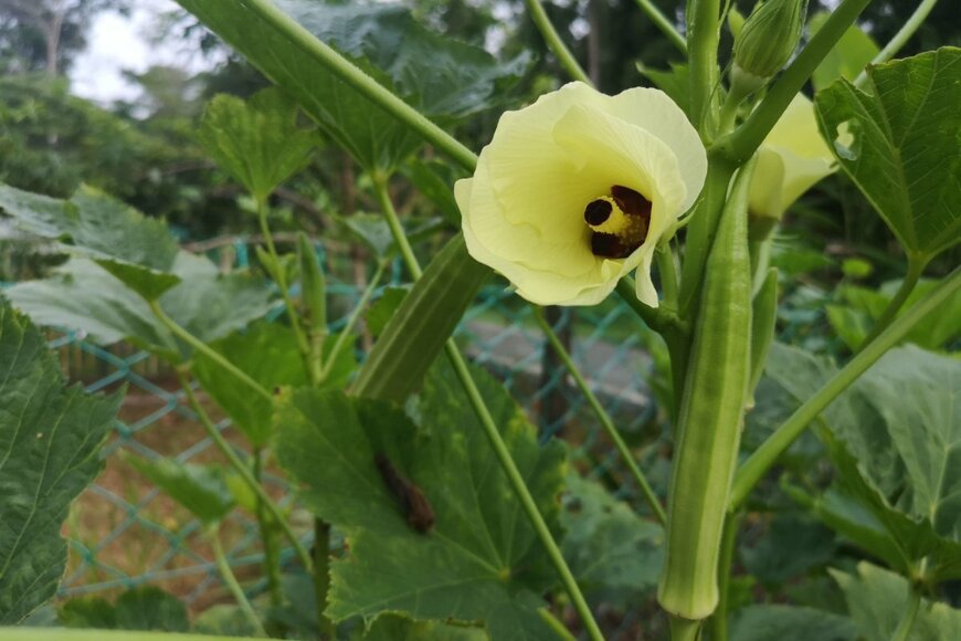 オクラの実と、黄色い花。