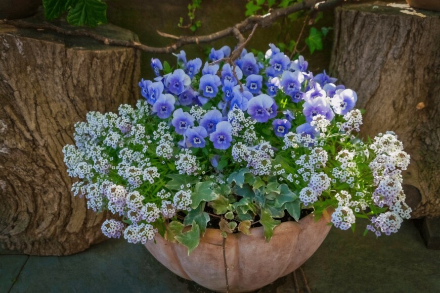写真 | 【ガーデニング】パンジー・ビオラは今が旬。冬の花との寄せ植え「お洒落系パターン」5選 パンビオといっしょに楽しむ「相性のよい花たち ...