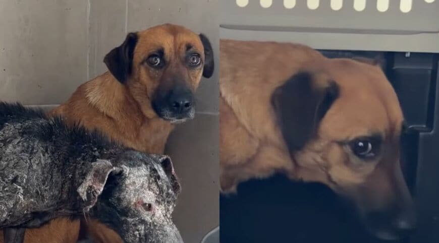 出所：<u><a href="https://www.youtube.com/watch?v=01140I6yn5A" target="_blank">@ExtremeAnimalRescue</a></u>
