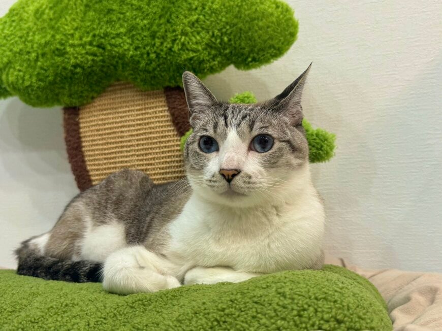 座っているときの猫の姿