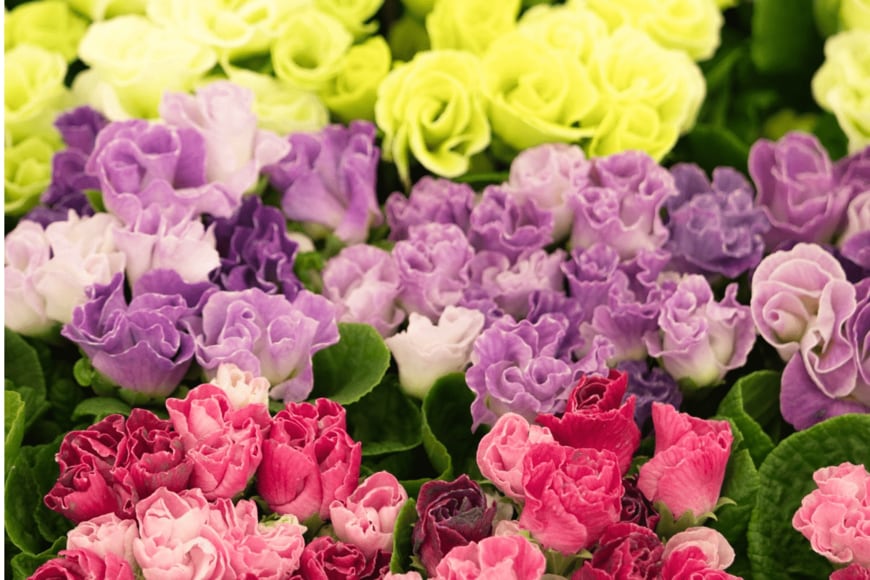 黄色、赤、ピンク、白、紫＆黄色などカラフルな花を咲かせているプリムラジュリアン