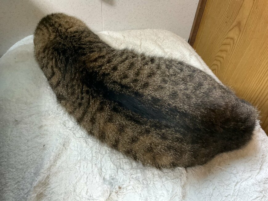 ナマコみたいな猫ちゃんの寝姿！