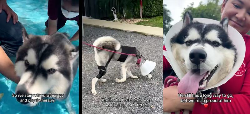 出所：<u><a href="https://www.tiktok.com/@happydoggoniall/video/7674514291583749396" target="_blank">＠happydoggoniall</a></u>