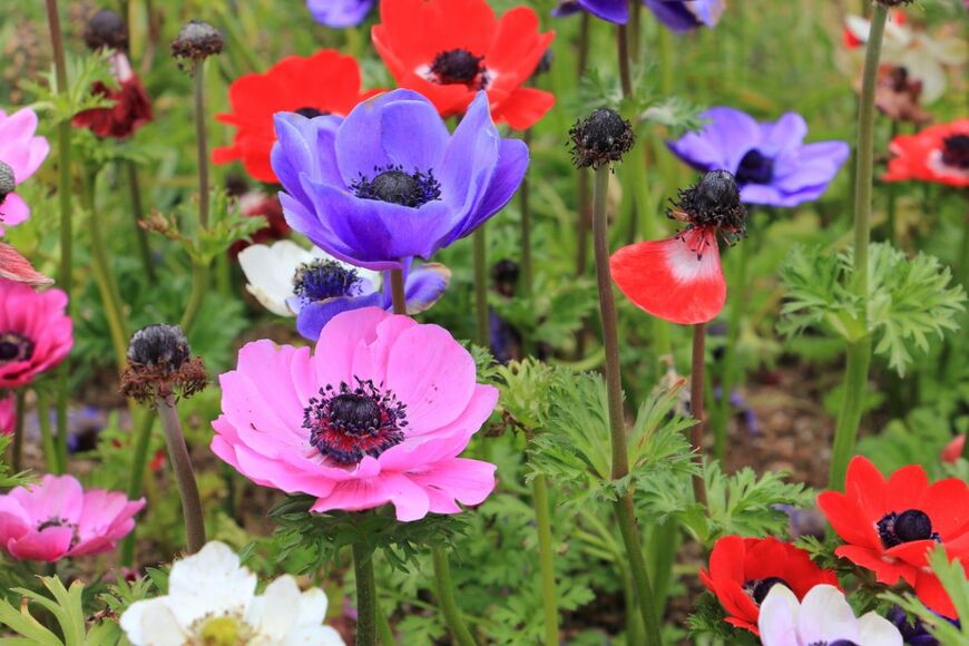 アネモネの花が咲いている。色はピンク、紫、赤。