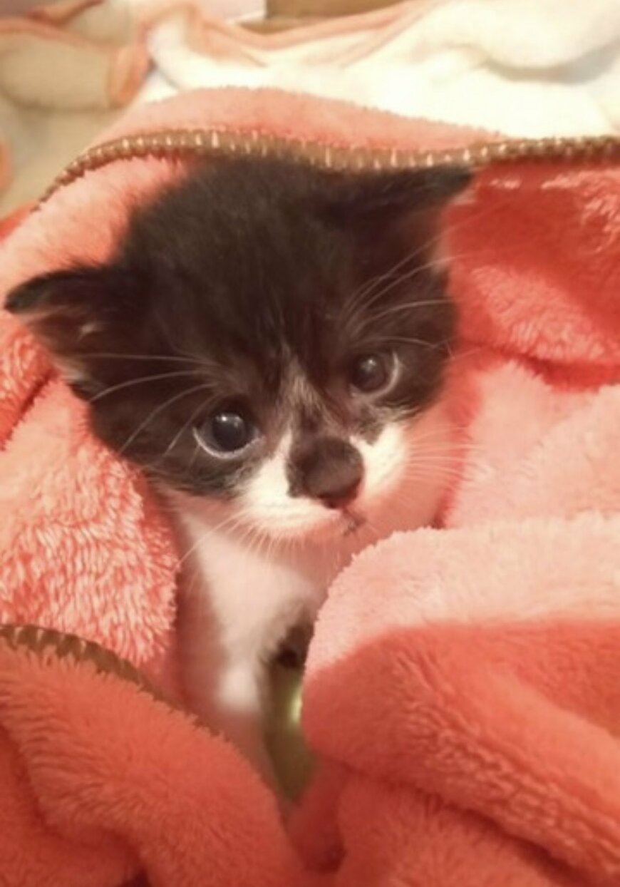 タオルに包まれた子猫