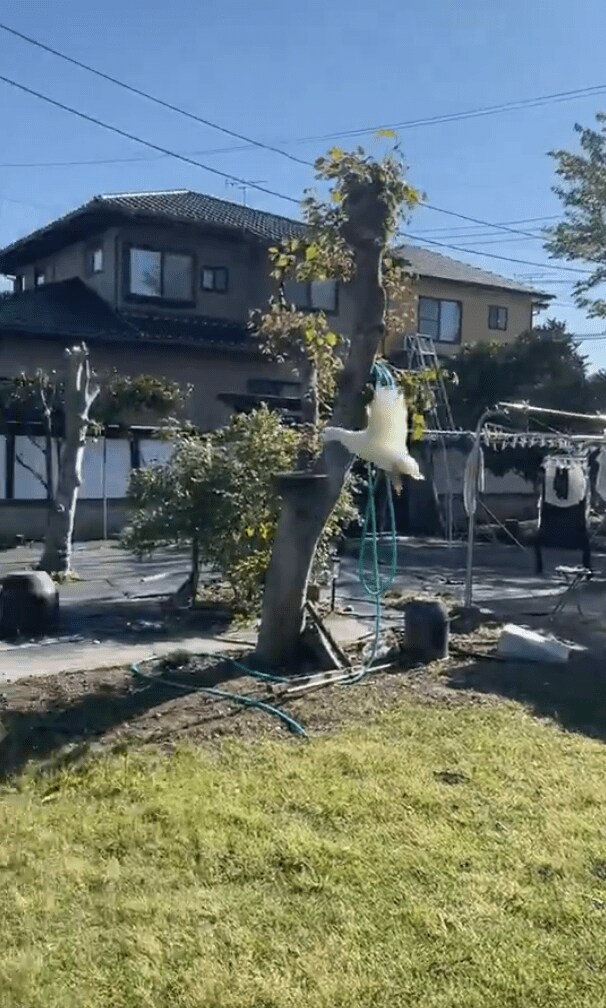 空を飛ぶアヒル