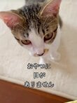 病を抱えた生後4ヵ月半の保護子猫ちゃん→おやつをあげると見せる驚きの目ヂカラに癒される