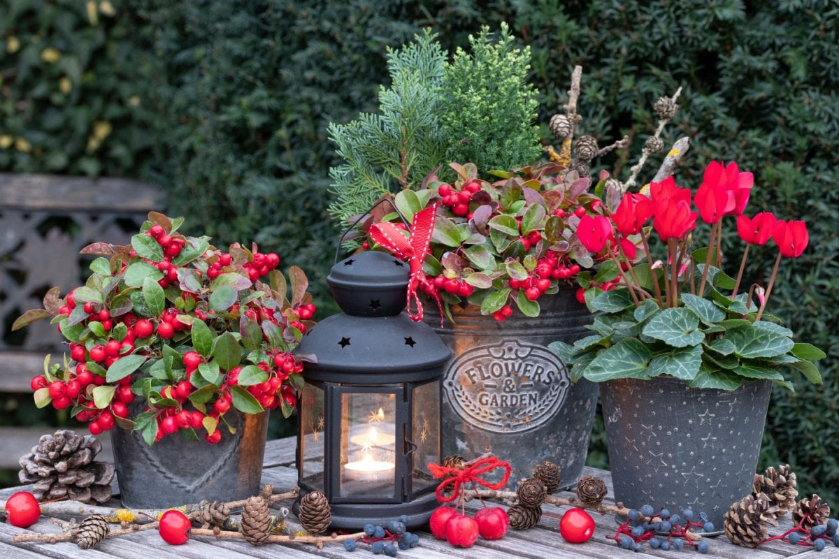 写真 | 【ガーデニング】クリスマス気分を盛り上げる「レッド×グリーンがお洒落な植物」おすすめ6選 ポインセチア以外にもこんなにあった ...