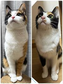 本物の姉妹みたいな保護猫の「ごはん前の様子」→愛らしい2匹の行動に目が離せない