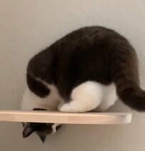 届きそうで届かない！猫が狙っている意外なものに笑ってしまう