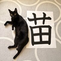 「リアルけものへん」黒猫が苗の字のとなりで体を伸ばして　「猫」の漢字が完成する愛らしい一枚