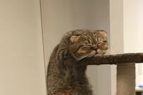 立ったまま熟睡してしまった猫さん　可愛すぎる光景に悶絶の声