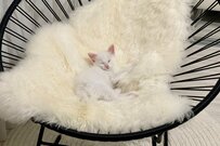 成長と共に「何か」失われた気が…元保護猫の成長姿にホッコリ