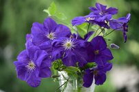 【多年草ガーデニング】切り花でも楽しみたい「夏に咲く美しい多年草」3選