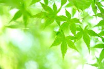 【2025年度】厚生年金と国民年金は1.9％増額「厚生年金の標準夫婦」と「国民年金の夫婦」は月いくらか