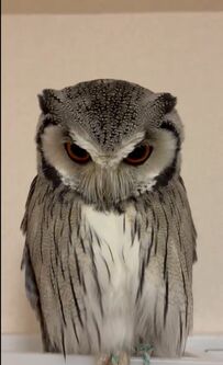 【身をゆだねるフクロウ】表情の変化に注目！ツンデレな態度がかわいいとSNSで話題に