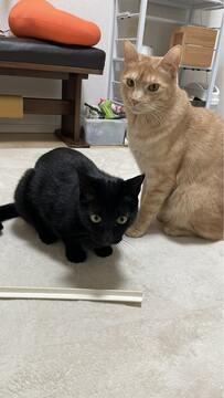 【なぜか自慢顔の猫】「君は何もしていないほうの猫だよね？」猫ちゃんのユニークな表情に注目…自慢気な顔が癒し