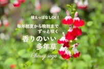 うちでは10年以上植えっぱなし！初夏から晩秋までずっと咲く〈いい香りの多年草〉暑さに強く、1株で大きく育つから初心者にもおすすめです