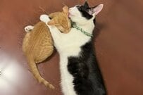 「じゃれ合う2匹の猫」のビフォーアフターが話題　まさかの変化に「一発でわかるサイズ感」