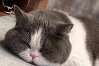 自宅で「充電中の猫」　すやすや「お昼寝中の様子」をよく見てみると新たな発見が…