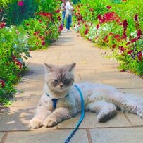 【上品すぎる猫】春のバラ園でくつろぐ猫ちゃん、満開の花に囲まれた優雅なひとときが話題に