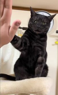  これぞ“推し活”！！ハイタッチ会をしてくれる神対応の猫ちゃん