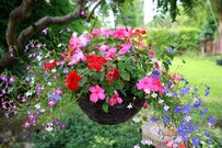 【ガーデニング】寄せ植えのセンスが上がる！カラーコーディネートのコツやオシャレな見せ方＜Q＆A形式で解説＞