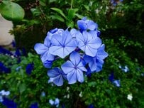 【玄関先にひと鉢】初夏に美しい花が咲く《麗しの低木3選》よい香りと色の移り変わりを楽しめる花木、優雅な釣り鐘型の花が美しい花木など