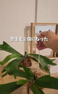 「推しカレンダーの芯」でハンギングフックDIY　 苔玉が天井から吊るす飾りに変身