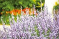 そばを通るとふんわり香る！秋まで美しい花が楽しめる〈いい香りの花〉3選。玄関先やベランダに1鉢あると香りに癒されます