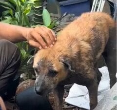 野良犬として生きていたメス犬「鼻が崩れた悲惨な姿」から優しい表情を見せるようになった現在に驚きと感動！