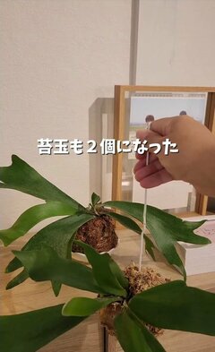 「推しカレンダーの芯」でハンギングフックDIY 苔玉が天井から吊るす飾りに変身