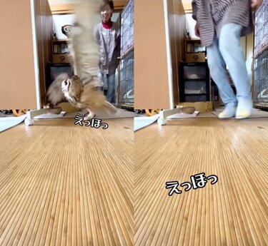 【G　ふくろうおばあちゃんの日向ぼっこ】 がんばるばあちゃんとフクロウの一日🦉💕 | TikTok