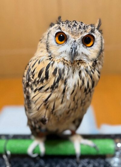 1か月前のボサボサラテちゃん