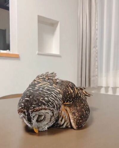 投稿動画のワンシーン