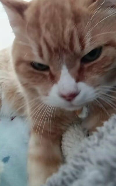 「こねこね職人」なとらきちくん