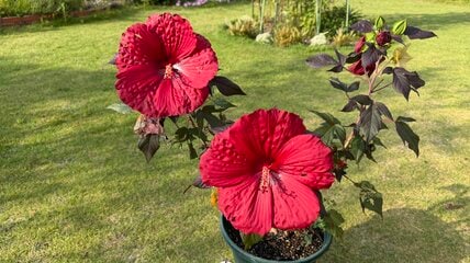 うちの庭に「植えてよかった」！猛暑にも寒さにも強い！植えっぱなしで夏＆冬越しできる【ハイビスカス サマリフィック】が優秀でした〈栽培レポート〉