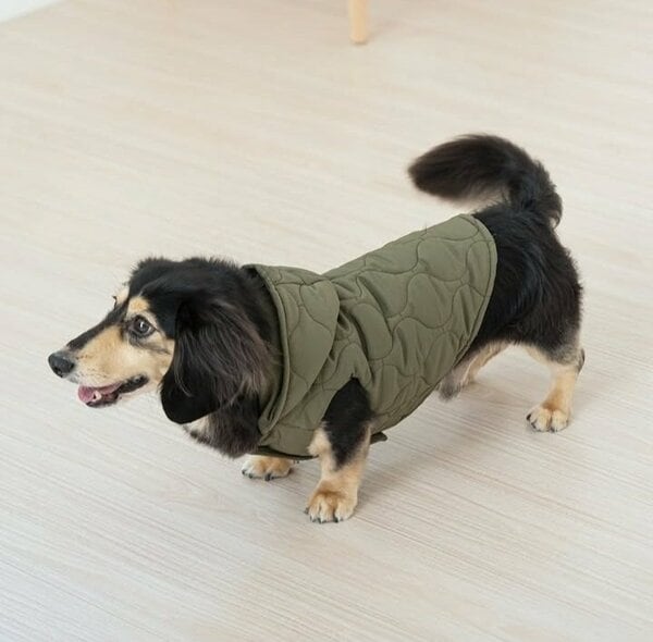 落ち着いたカラーはワンちゃんも秋っぽファッションに